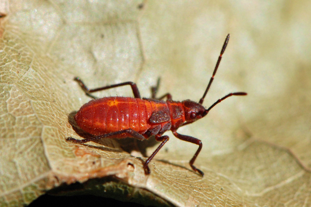 Box Elder Bug Nymph Box Elder Bug NymphNorth Pond Linco Flickr   8045561612 0947687018 B 