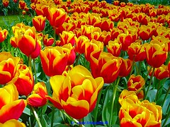POTD - Dutch Tulips, Keukenhof Gardens, Holland - 3930