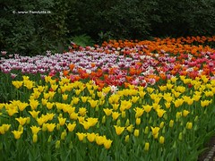 Dutch Tulips, Keukenhof Gardens, Holland - 0746