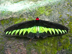 Rajah Brooke's Birdwing, male