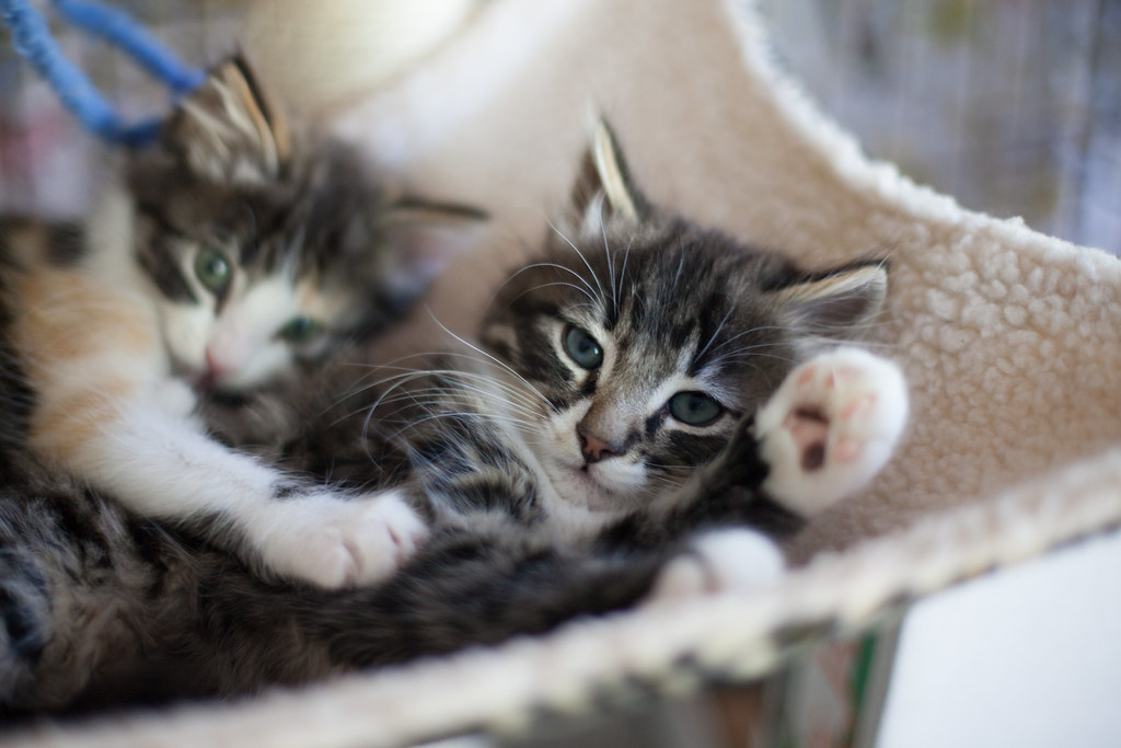 OMG Kittens!