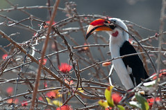 Von Der Decken Hornbill - Ruaha - Tanzania
