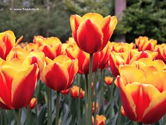 Keukenhof Gardens, Dutch Tulips, Holland - 0736