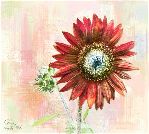 Image of a Red Sunflower from the Harry P. Leu Gardens in Orlando, Florida