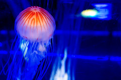 Japanese Sea Nettle of Shinagawa Aquarium : アカクラゲ（しながわ水族館）