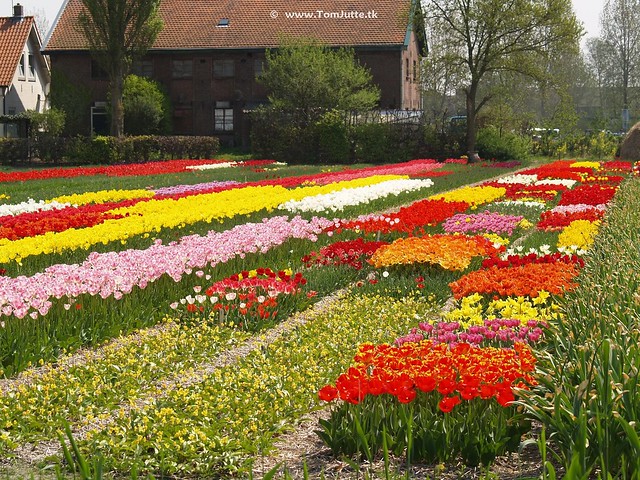 Keukenhof Gardens, Tulip fields, Netherlands - 0621