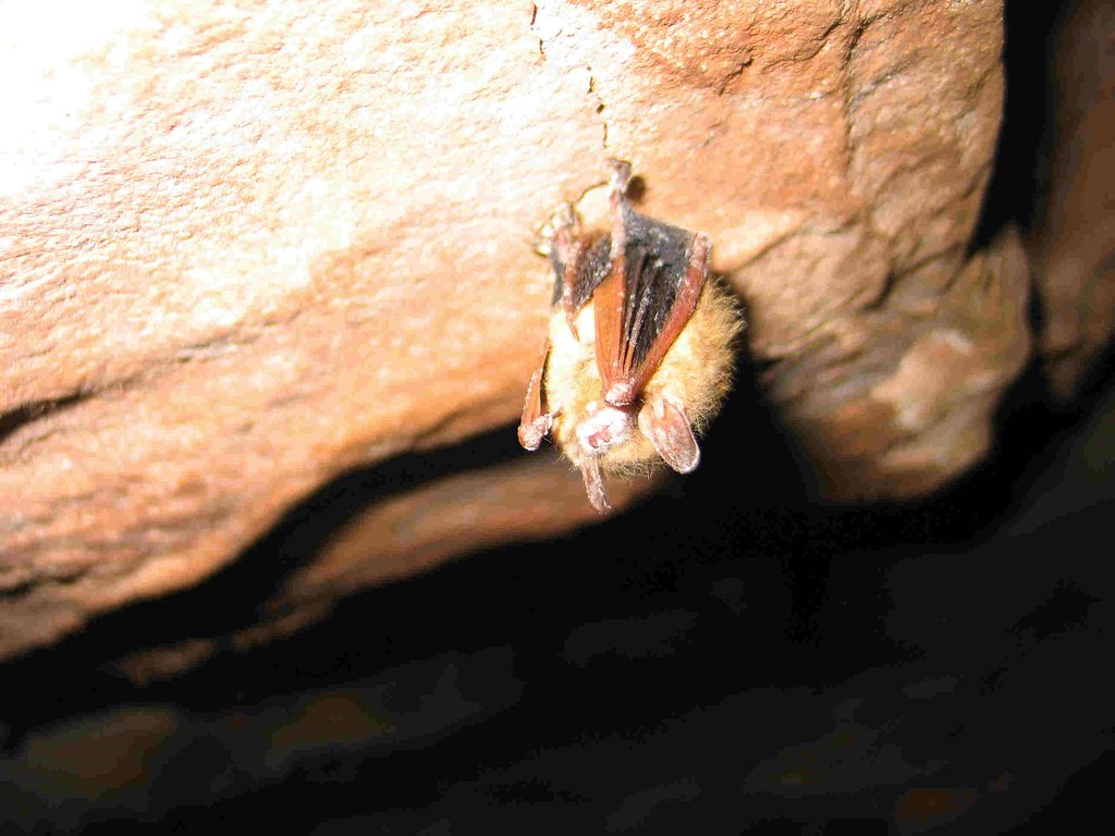Photo of a tricolored bat