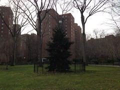 Stuyvestant Town Christmas Tree for Martin Luther King Holiday