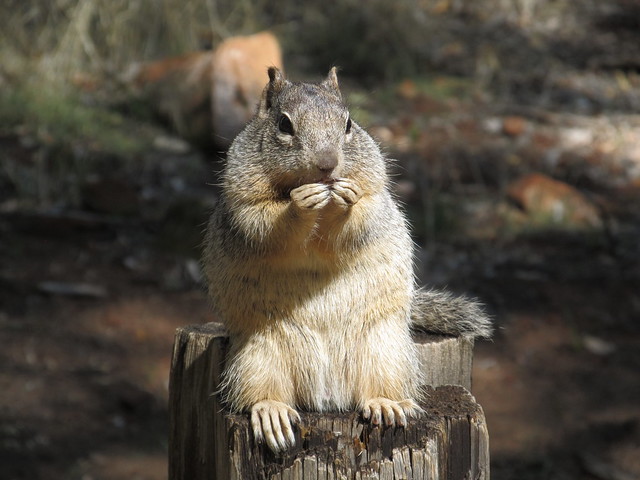 Squirrel, Zion Canyon, Zion National Park, Utah