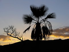 Palma al atardecer - palm at sunset; cerca de Llano de Avispas, al norte de Santa María Taltaltepec, Distrito de Nochixtlán, Región Mixteca, Oaxaca, Mexico