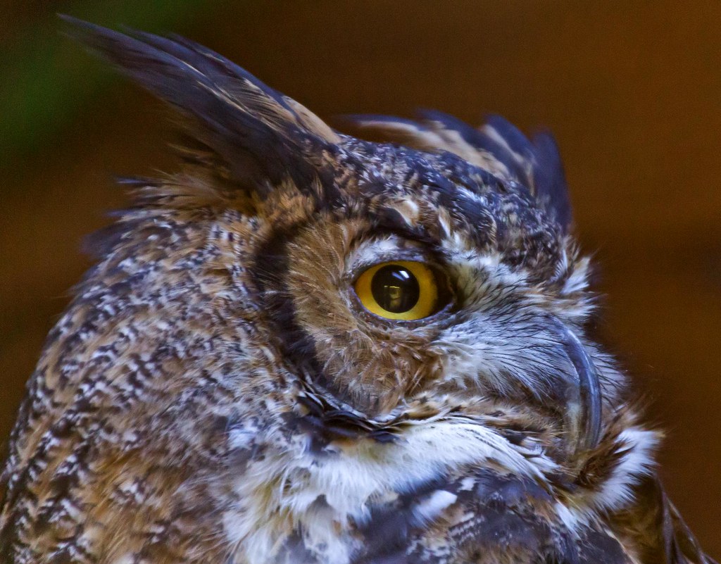 Great Horned Owl Taken At The Oklahoma City Zoo Ok Kool Cats