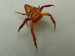 Orange Triangle Spider (Arkys lanciarius)