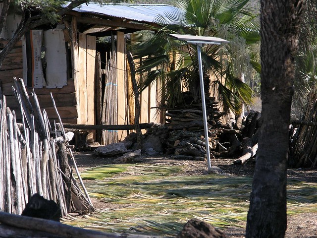 Secando palmas para tejer - drying palms leaves for weaving; Llano de Avispas,  Región Mixteca, Oaxaca, Mexico