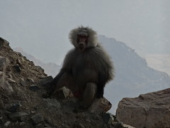 Lone male Hamadryas Baboon