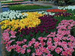 Dutch Tulips, Keukenhof Gardens, Holland - 0772