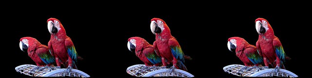 Parrots_Triplet stereo 3D picture