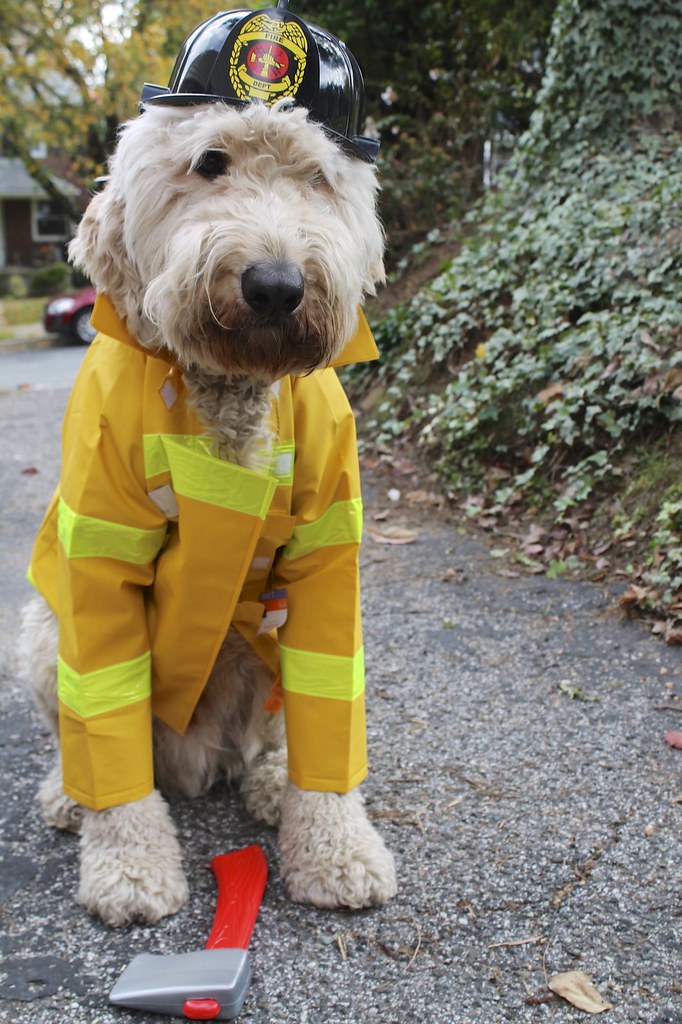 Firefighter Dog Costume Terms of Use Please consider link… Flickr