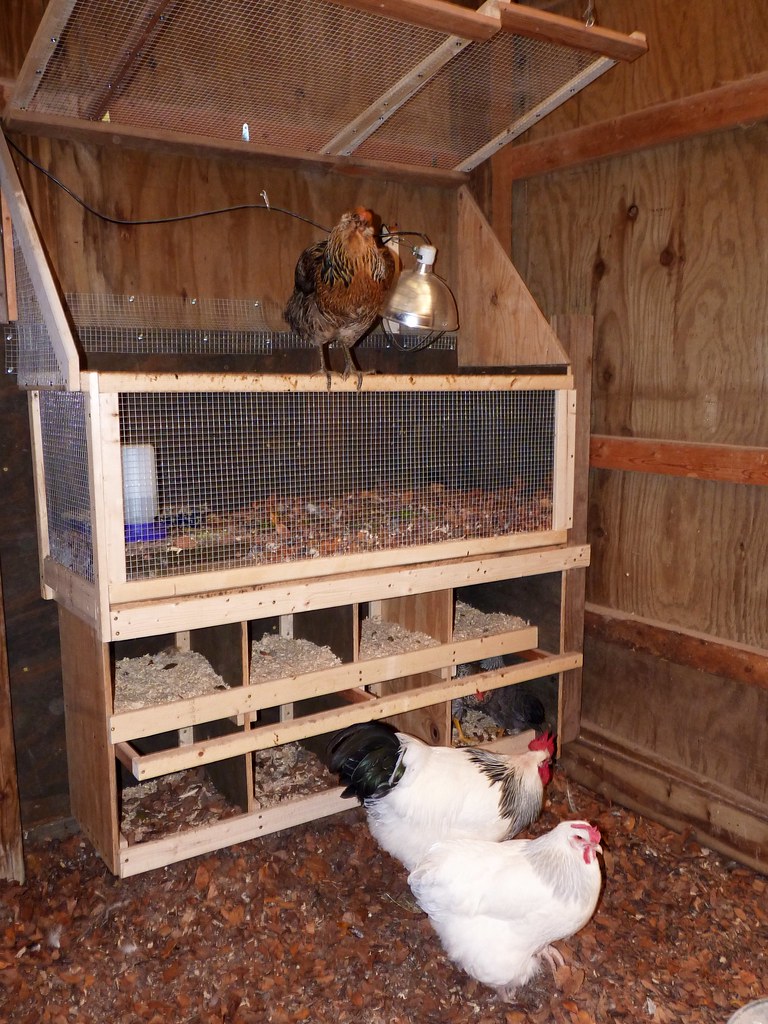 Brooder and nest boxes | Custom-built by the hubby. You ...