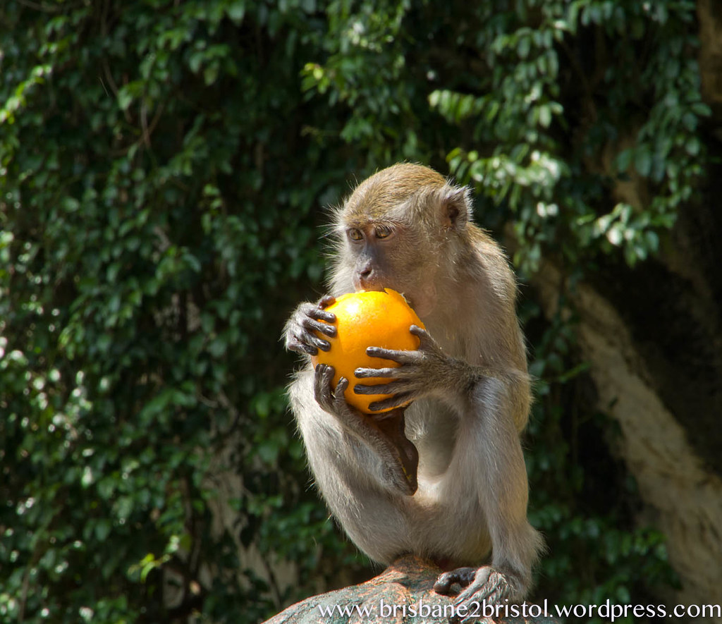 monkey holding orange | getting his vitamin C | Flickr
