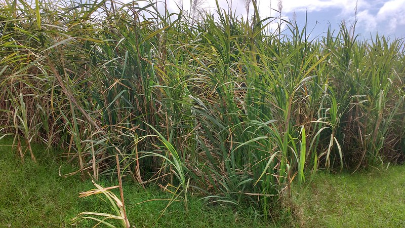 sugar cane farm