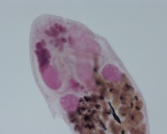 Pleurogenoides medians