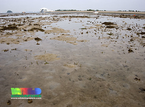 Disappearing seagrasses on Terumbu Semakau