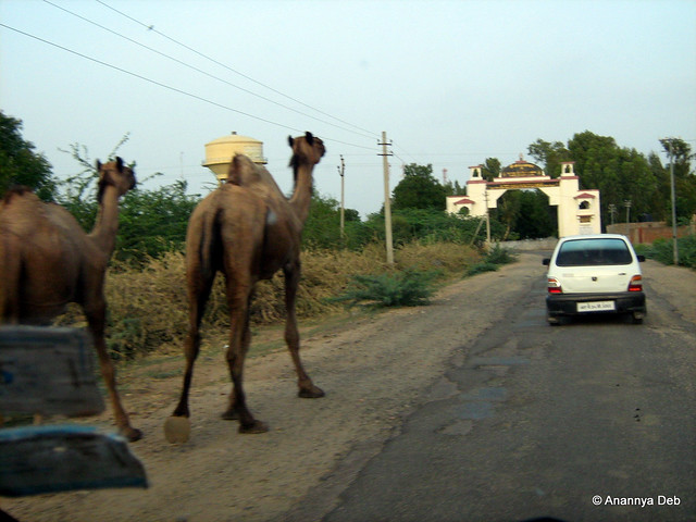 Rajasthan (Jodhpur-Udaipur Road), July 2008
