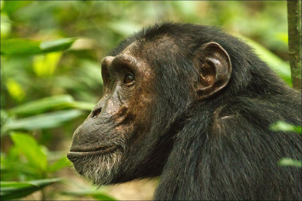 chimpanzee face front view