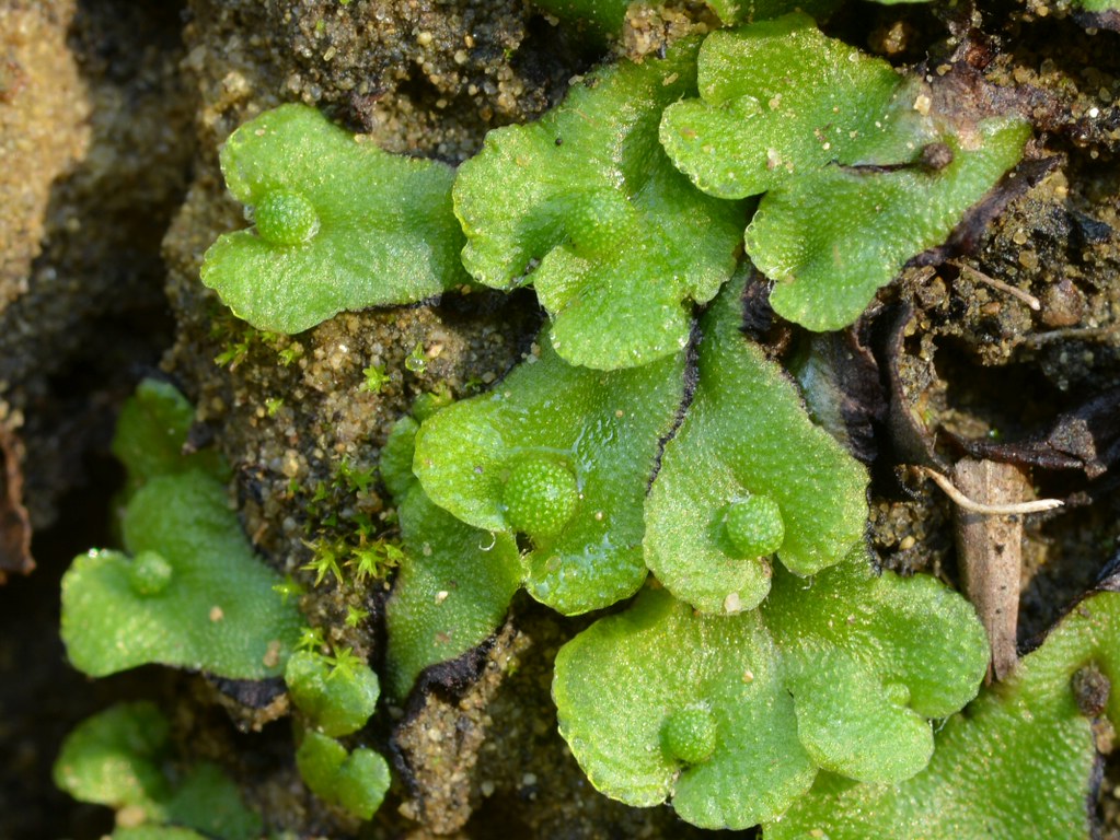 liverwort-marchantiophyta-plants-maybe-the-california-flickr