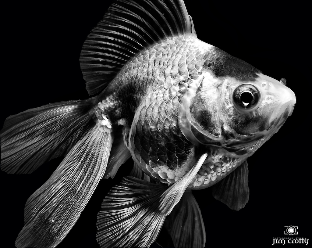 Goldfish in Black and White by Jim Crotty | Fancy Goldfish ...