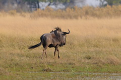 Wildebeest near Camp Okavango in Botswana-01 9-9-10