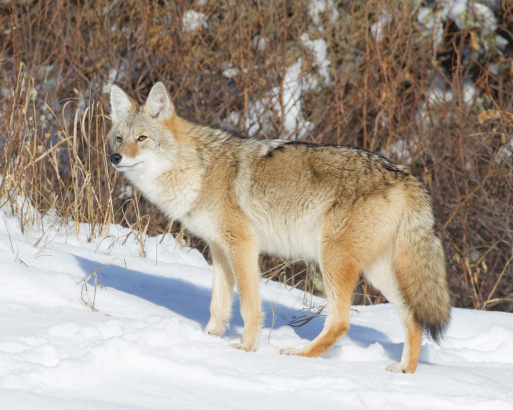 Riding Mountain Coyote | Riding Mountain National Park Novem… | Flickr