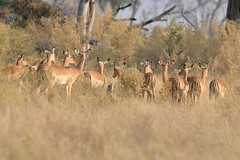 Impala near Camp Okavango in Botswana-03 9-9-10