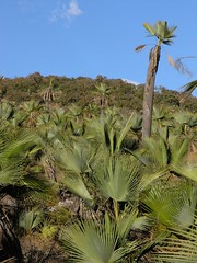 Palms - Mas palmas; Región Mixteca, Oaxaca, Mexico