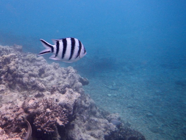 Stripy fish!