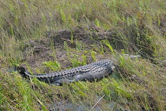 Crocodile along river near Camp Okavango in Botswana-01 9-9-10