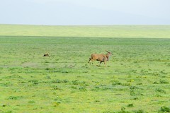 An Eland running on plains near Serengeti NP in Tanzania-06 1-18-12