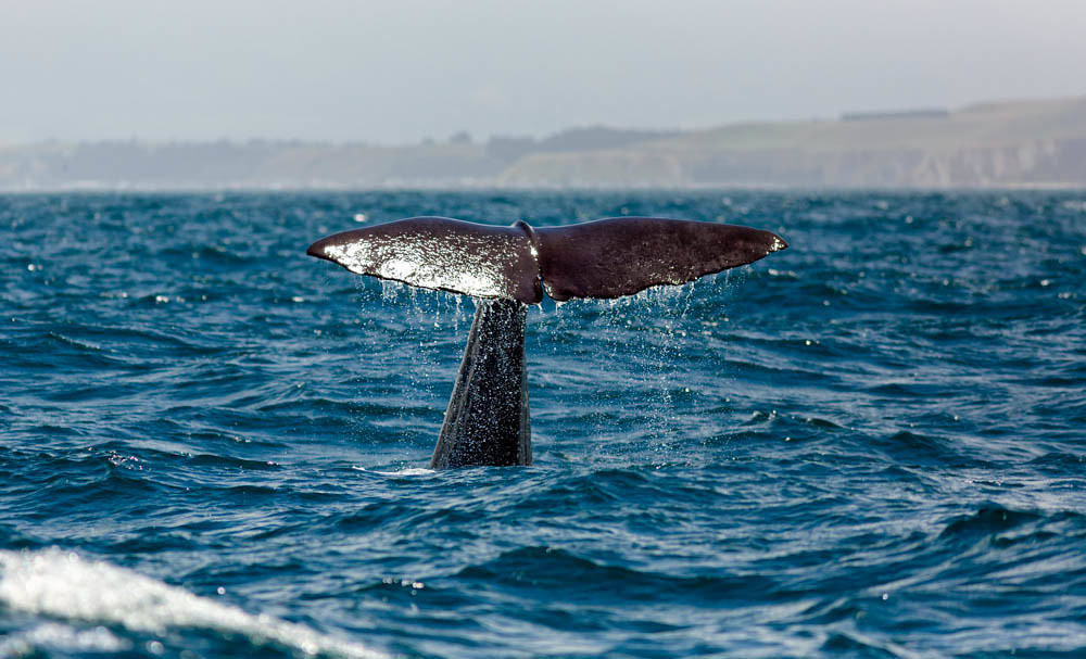 Sperm whale speed