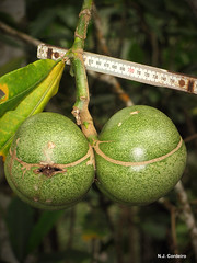 Tabernaemontana pachysiphon, fruits