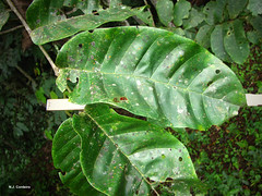 Trichilia dregeana, leaf