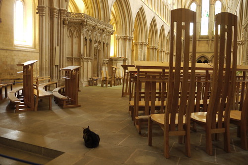 The Cathedral Cat