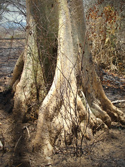 Sterculia appendiculata, tree bark/bole