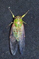 Sulawesi cicada