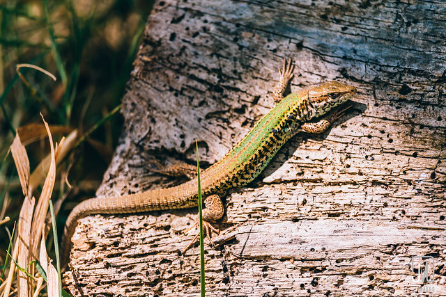 green and brown lizard