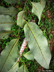 Cephalosphaera usambarensis, underside of leaf