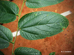 Trema orientalis, leaf