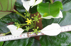 Morinda asteroscepa, flower & leaves