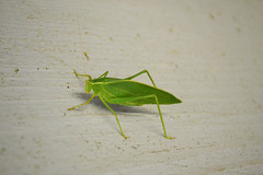 A leaf-shaped insect.
