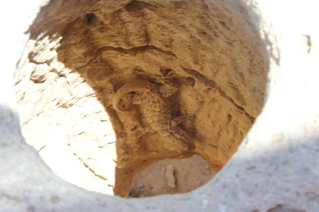 Leptis Magna (65)