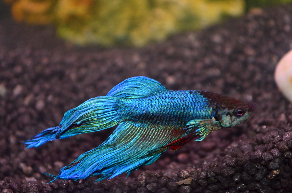 Japanese fighting fish for sale